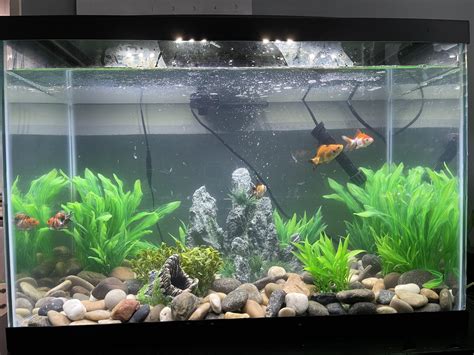 Where it started : r/Goldfish