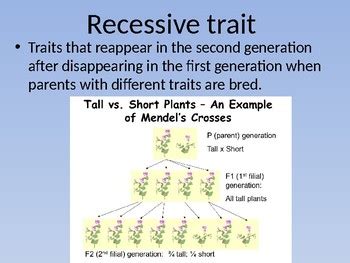 Heredity, traits, and inheritance vocabulary words no prep power-point.