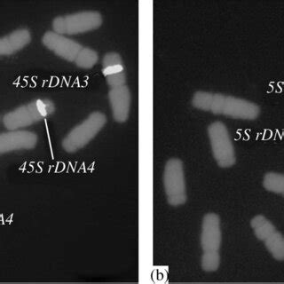 In Situ Hybridization With The Probes A Pta And B Pta On The