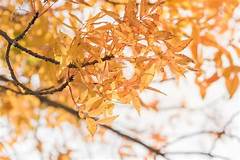 Chinese Pistache Losing Leaves