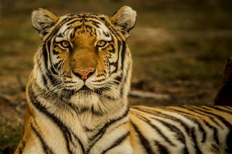 bengal tiger close  photo bengal tiger picture satpura national