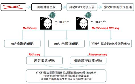 何川教授全新力作，m6a修饰碰撞抗ai新概念！