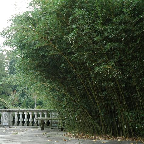 Bamboo Phyllostachys Bissetii : buy Bamboo Phyllostachys Bissetii