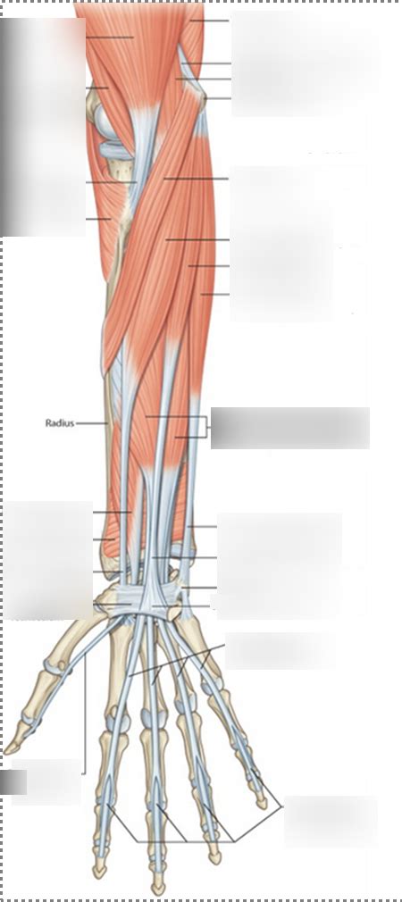 Superficial Anterior Forearm Muscles Diagram Quizlet