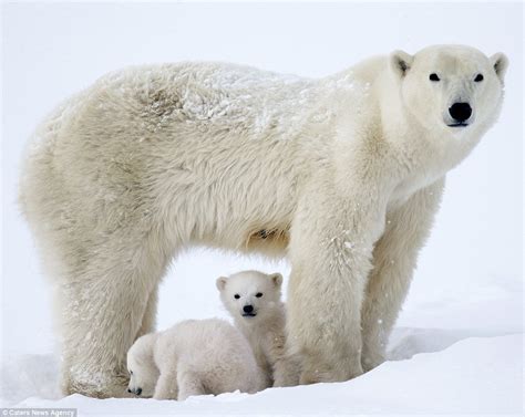 Sweet Polar Bear Babies Follow Affectionate Mom on an Icy Adventure ...