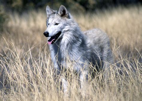 world  wildlife gray wolf facts