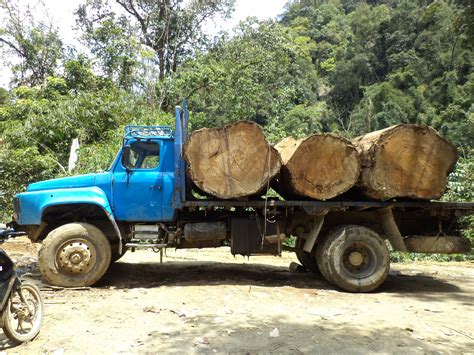 Projects | Grants & Fellowships | Global Forest Watch