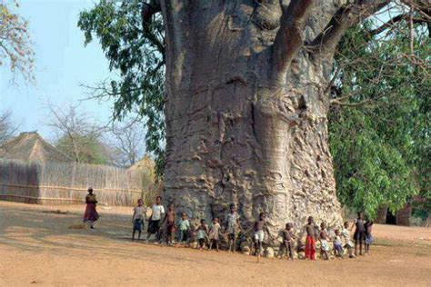buildings  beautiful places   world  baobab africas