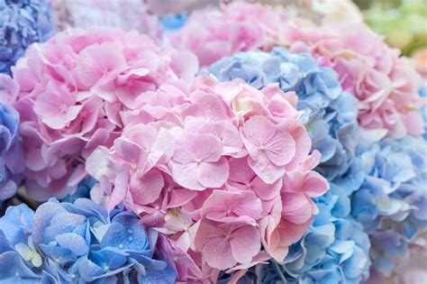 purple hydrangea blue flower