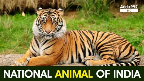 National Animal of India: Royal Bengal Tiger