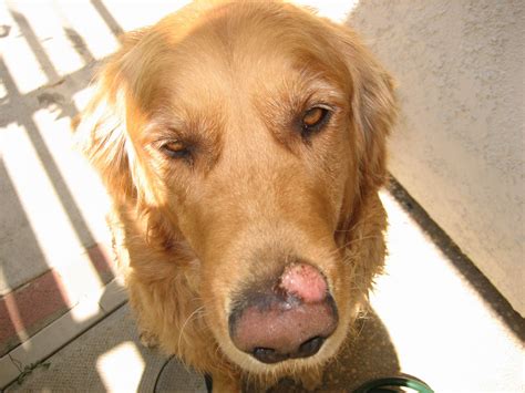 Pink infection on nose | Golden Retriever Dog Forums