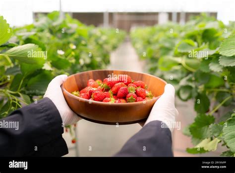 Organic strawberries, fresh, clean, safe from chemicals Stock Photo - Alamy