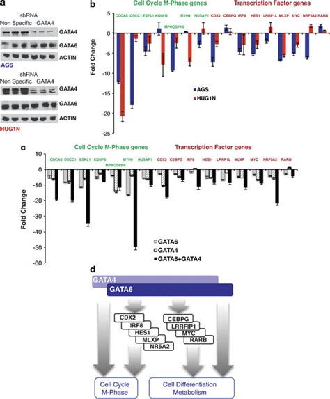 Additive And Redundant Effects Of GATA6 And GATA4 A Immunoblot