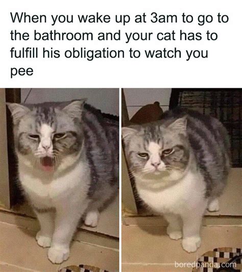 hilarious cat memes  cat owners     relate  demilked