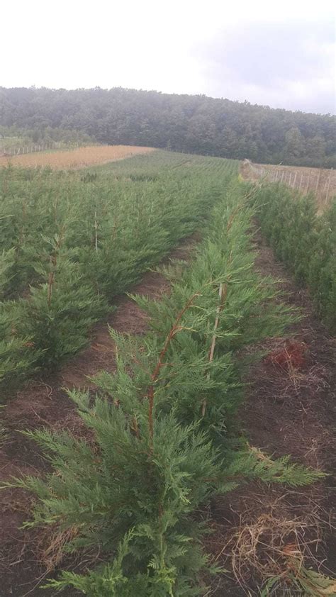 Tuia Cel Mai Frumos Gard Viu Leylandii Leilandi Chiparos Mirsid