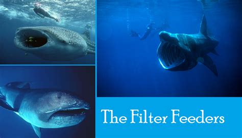 Filter feeder - Alchetron, The Free Social Encyclopedia