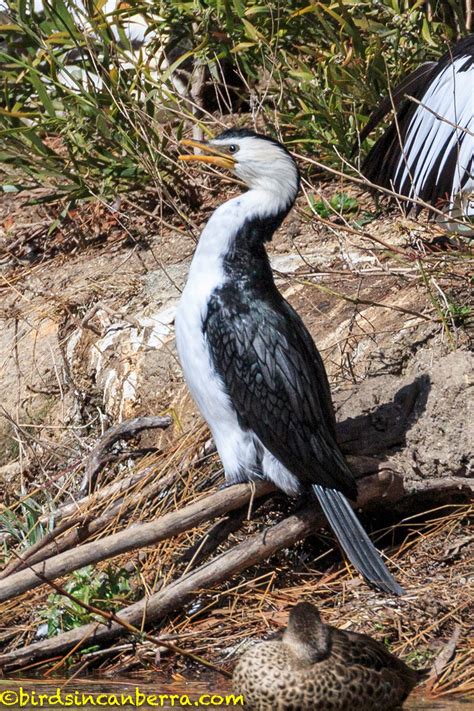 Little Pied Cormorant calling More information at birdsincanberra.com ...