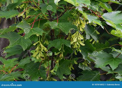 Branches With Seeds Of Acer Pseudoplatanus Tree Stock Photo Image Of