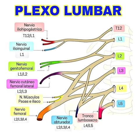 Plexo lumbar Anatomía médica Anatomia humana musculos Anatomia y