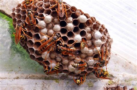 How To Remove Wasp Nests From Your Yard