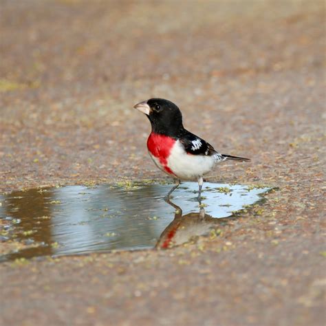 This Earth Day join Bird Safe Nashville and The National Audubon