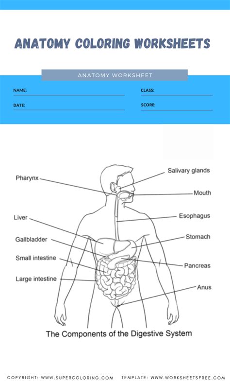 Basic Anatomy Worksheets