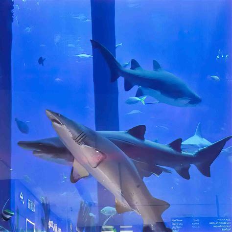 SHARKPROJECT - shark and species conservation organisation