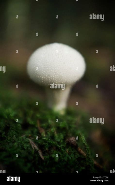 Spicy Edible Mushrooms Puffball Mushroom Hi Res Stock Photography And