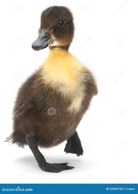 Duck Young Ones Name 6