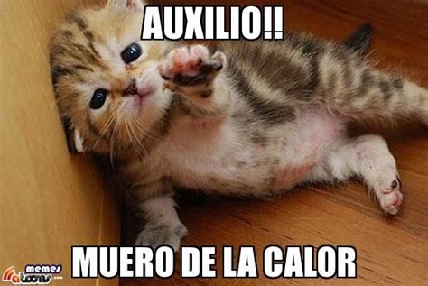 Auxilio Muero De La Calor Gatito Pidiendo Ayuda Cute Animal