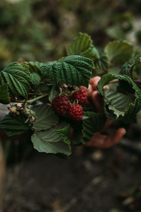 Raspberry bush, autumn | Raspberry bush, Raspberry, Fragrence