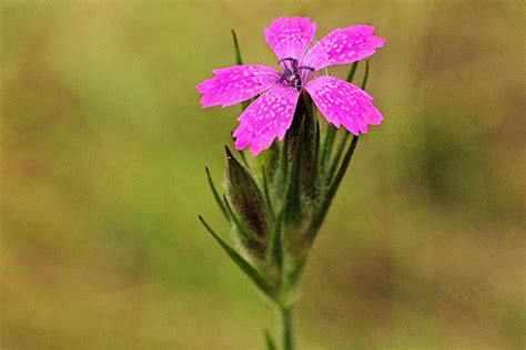 Wildflowers Found in Oregon - Grass Pink