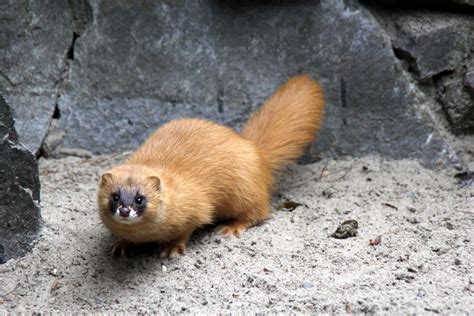 Doninha Amazônica Está Em Extinção - Doninha Amazônica Está Em Extinção - BRAINCP