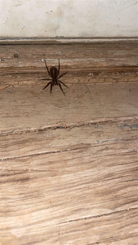 Location: lower Sierra Nevada mountains : r/spiders