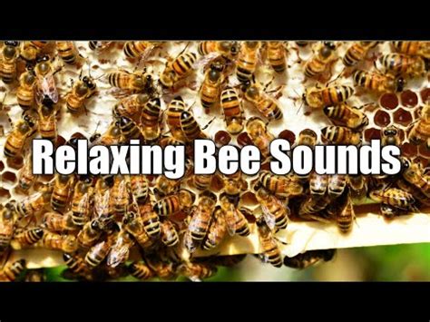 Relaxing Bees Relaxing Bee Sounds Relaxing Bee Video Bee Sound