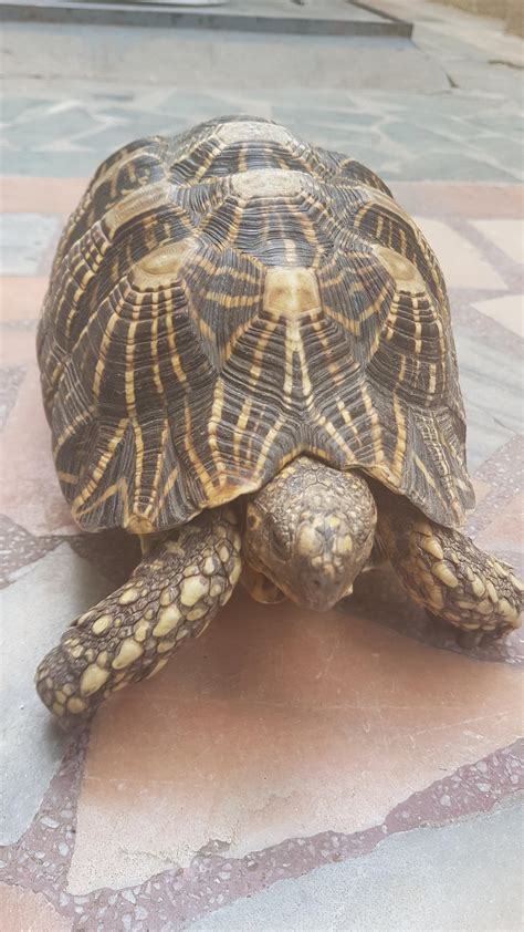 is it normal turtle not eating without vet 1