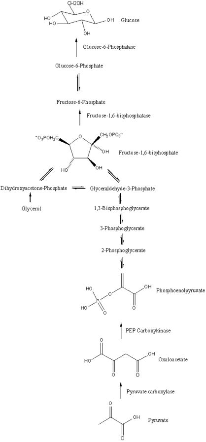 Gluconeogenesis Definition Pathway Diagram And Functions