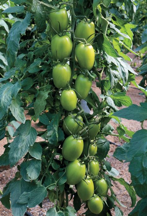 Catálogo De Tomates 2023 By Meridiem Seeds Issuu