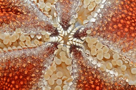 sea star | Ron's Critter of the Day