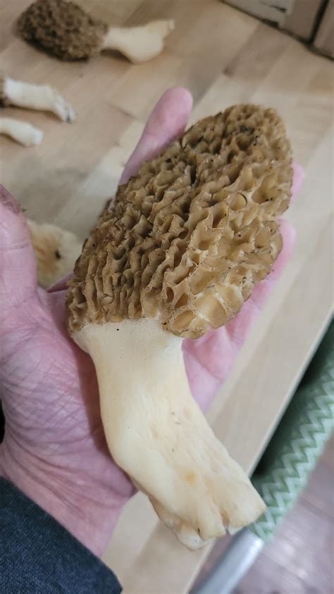 biggins rmorelhunting