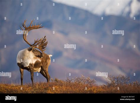 large caribou  res stock photography  images alamy