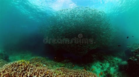 Underwater World with Coral Reef and Fish. Marine Sanctuary. Stock ...