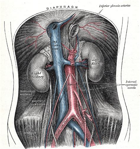 Anatomy Abdomen And Pelvis Abdominal Aorta Statpearls Ncbi Bookshelf