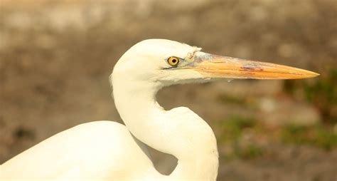 Great Egret image - Free stock photo - Public Domain photo - CC0 Images