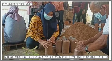 Rahasia Sukses Budidaya Lele Di Sungai Duo Sungai Duo