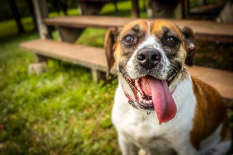 dog panting  restless detailed guide