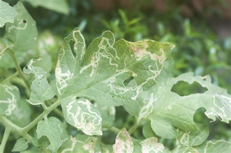 Controlling and Avoiding Leafminer Damage to Plants