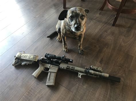 Two tone rifle. Two tone pupper. : r/ar15