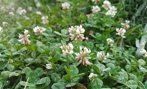clover weeds atlas turf