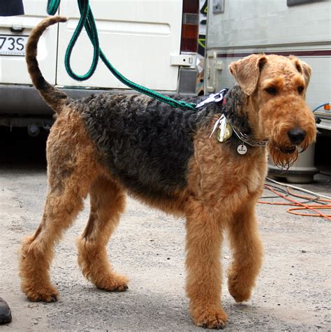 Airedale Terrier - Puppies, Rescue, Pictures, Information, Temperament